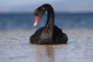 Financial Democratization and the New Black Swan