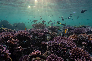 Efforts to Save Coral Reefs for environmental sustainability