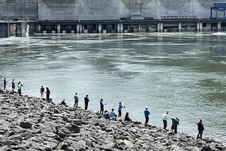 Columbia River shad watch begins this month