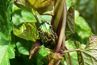 We spotted this amazing metallic green beetle in the garden.