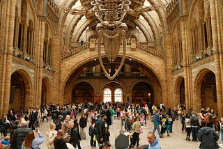 Picture of Natural History Museum. It is a large vaulted room, with old brick architecture, there are large arches leading in and out of the room. There is a large blue whale skeleton attached to the ceiling. There is a crowd of many different people (perhaps 150 people) many looking up at the whale, some looking around, some getting visitor information at a kiosk, some talking with family, some taking pictures.