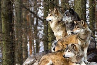 Creating Your Wolfpack