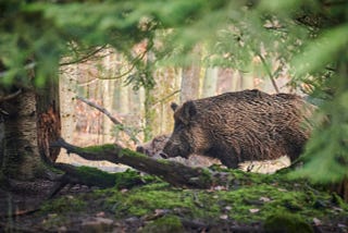 A wild hog in the forest.