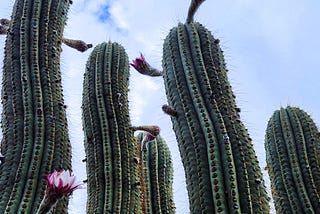 Saguaro flowers blooming on a cactus in the desert