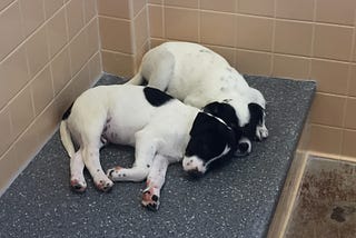 Introverts at the Shelter: Exhausted by Humanity? Spend a day with shelter dogs!