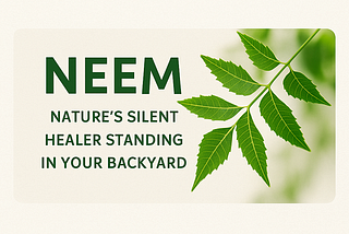 Neem: Nature’s Silent Healer Standing in Your Backyard