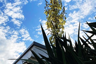 This is such a massive yucca flower spike!