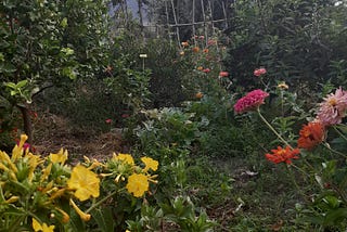 Permaculture garden in a hot dry climate: from dry barren scrub land to paradise food forest.