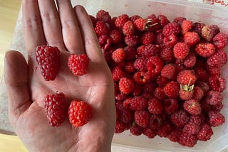 Tayberries and raspberries in my hand, with a box of raspberries in the background. The tayberries are larger, longer and darker in colour than the raspberries.