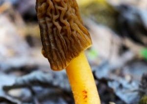 Early morels, aka wrinkled thimble-caps, are edible