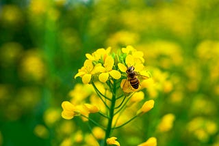 bee on yellow flower