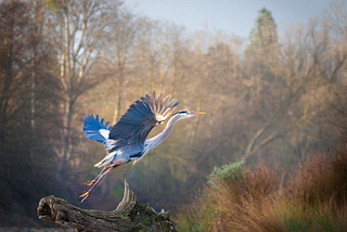 Great Blue Heron Rising