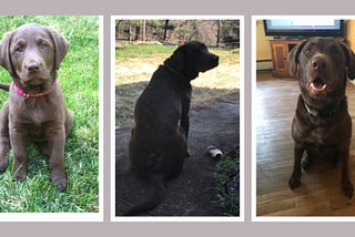 Unforgettable Memories: Five Years with Our Beloved Dog Cinna