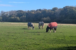 Horses grazing at pasture on a field