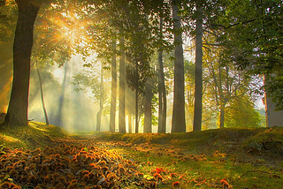 Sunrise Forest, Modena, Italy