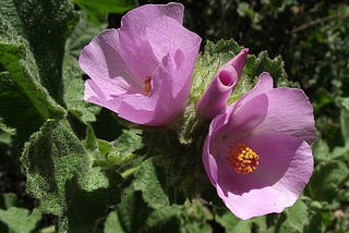 The University of California Botanical Garden features Mediterranean climate plants