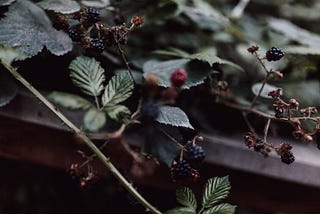 Rubus: Fairytales and a Shared Seattle Nemesis