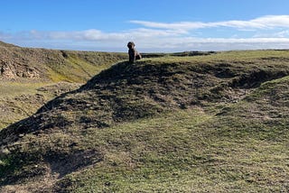 Small, brown dog perched on top of a hill looking down at his owner on a sunny day in the countryside