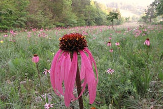 Why Native Plants?