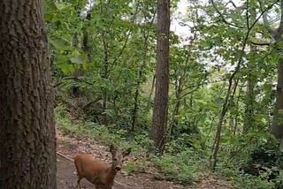 an adorable roe deer in weston woods