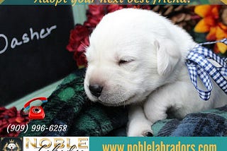 Litter of Purebred Yellow Lab Puppies