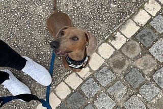 O que o meu cão me ensinou sobre UX writing