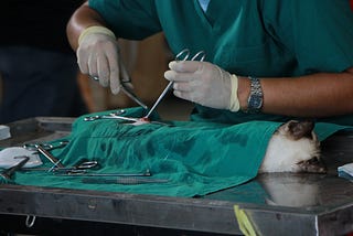 Behind the Veterinarian’s Curtain