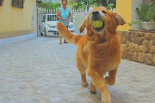 Bom garoto