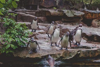 Are zoos ethical? The pros, cons, and nuances of keeping animals in zoos