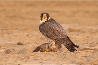 Peregrine and an awe of gore…