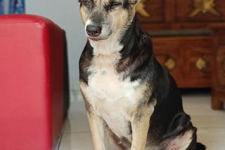 Thirteen Years with Molly: What I Learned from Loving and Losing My Dog