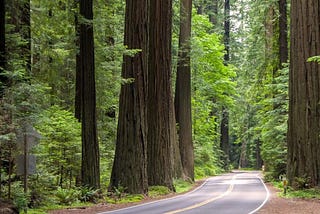 The Mystery Of Humboldt County’s Missing Women