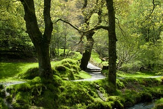WANDERING IN A HAWTHORN DREAM