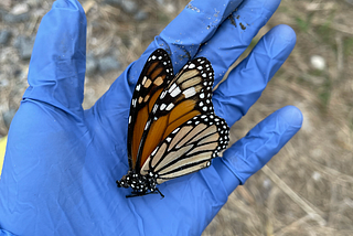 Losing My Brother and Finding Him in Butterflies