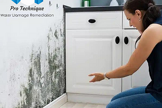 Elevate Your Living Experience With Our Unparalleled Mold Removal Service.