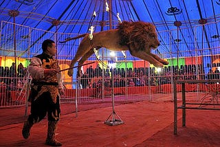 Circus Entertainment Gone Wrong