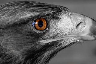 Close-up photo of a bird of prey’s face in profile