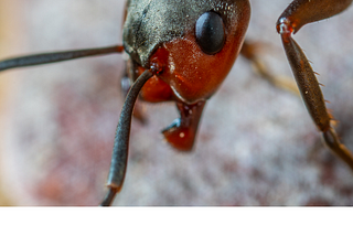 An image of an ant in the background, with “The Two Queens” written in the foreground