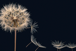 A high-resolution image showing a close-up view of dandelions spreading