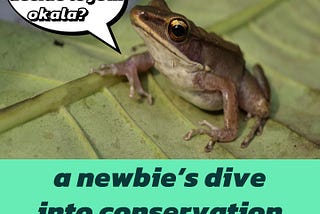 A newcomer to conservation and technology