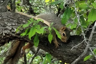 Brutal Texas Heat will beat the smallest of God’s creations…