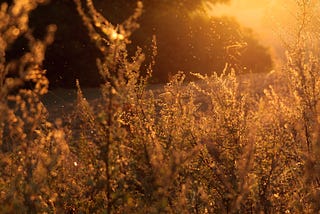 Golden, sunset light filtering through golden grass in a field