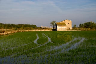 A flooded rice field full of young, green plants, with a stone farmhouse and distant city in the background. The architectural style of the building is, perhaps surprisingly, clearly European, rather than Asian.