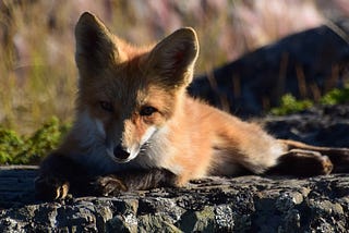 Photos of my backyard fox sunbathing