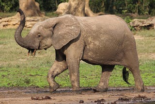 Long Distance Communication in Forest Elephants