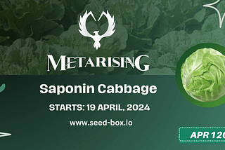 MCT Saponin Cabbage Staking on Seed-box.io