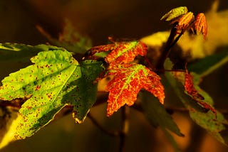 Maple leaves transitioning from green to red under warm sunlight.