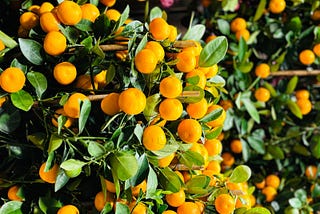 Miniature Orange Trees: A Symbol of Prosperity and Good Fortune