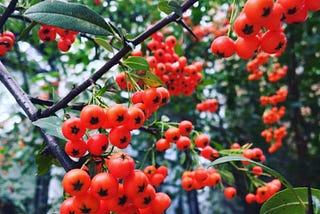 Nature