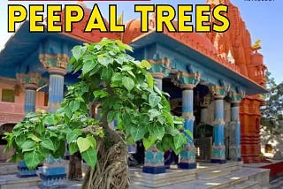 Planting 1008 Peepal Trees for Pitru Paksha 2024